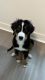Bernese Mountain Dog Puppies for sale in Las Vegas, NV, USA. price: NA