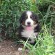 Bernese Mountain Dog Puppies for sale in Centerville, TN, USA. price: $399