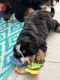Bernese Mountain Dog Puppies for sale in West Palm Beach, FL, USA. price: $2,750