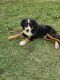 Bernese Mountain Dog Puppies for sale in Campobello, SC 29322, USA. price: $700