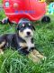 Bernese Mountain Dog Puppies for sale in Wellesley, ON N0B, Canada. price: $500
