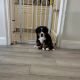 Bernese Mountain Dog Puppies for sale in Lakeland, FL 33813, USA. price: NA