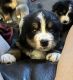 Bernese Mountain Dog Puppies for sale in Chepachet, Glocester, RI 02814, USA. price: NA