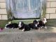 Bernese Mountain Dog Puppies for sale in Shipshewana, IN 46565, USA. price: $650