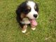 Bernese Mountain Dog Puppies for sale in Jacksonville, NC, USA. price: $2,500