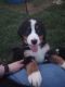 Bernese Mountain Dog Puppies for sale in Springfield, MO, USA. price: $900