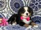Bernese Mountain Dog Puppies for sale in Lancaster, PA, USA. price: NA