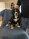 Bernese Mountain Dog Puppies for sale in 3361 Blackberry Dr, Erlanger, KY 41018, USA. price: $600