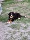 Bernese Mountain Dog Puppies for sale in Bowlus, MN, USA. price: NA