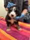 Bernese Mountain Dog Puppies for sale in Zumbrota, MN 55992, USA. price: $450