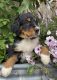 Bernese Mountain Dog Puppies for sale in Marlette, MI 48453, USA. price: $850