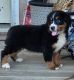 Bernese Mountain Dog Puppies for sale in Aguanga, CA 92536, USA. price: $1,900