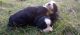 Bernese Mountain Dog Puppies for sale in Sunbury, OH 43074, USA. price: $600