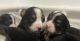 Bernese Mountain Dog Puppies for sale in 5049 Middle Urbana Rd, Springfield, OH 45502, USA. price: $1,500