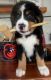 Bernese Mountain Dog Puppies for sale in St Thomas, PA 17252, USA. price: $2,500