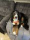 Bernese Mountain Dog Puppies for sale in Benbrook, TX, USA. price: $3,000