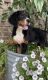 Bernese Mountain Dog Puppies for sale in Marlette, MI 48453, USA. price: $500