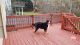 Bernese Mountain Dog Puppies for sale in Alpharetta, GA 30022, USA. price: $1