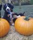 Bernese Mountain Dog Puppies for sale in Mt Zion, IL, USA. price: $2,000