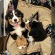 Bernese Mountain Dog Puppies for sale in Greensburg, PA 15601, USA. price: $780