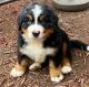 Bernese Mountain Dog Puppies for sale in Greensburg, PA 15601, USA. price: $690