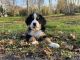 Bernese Mountain Dog Puppies for sale in Hartford, CT, USA. price: $1,500