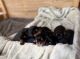 Bernese Mountain Dog Puppies for sale in Fredericksburg, OH 44627, USA. price: $100