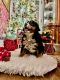 Bernese Mountain Dog Puppies for sale in Greensburg, PA 15601, USA. price: $700
