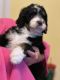 Bernese Mountain Dog Puppies for sale in South Bend, IN, USA. price: $2,000