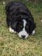 Bernese Mountain Dog Puppies for sale in Greentop, MO 63546, USA. price: $1,200