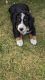 Bernese Mountain Dog Puppies for sale in Greentop, MO 63546, USA. price: $1,000