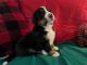 Bernese Mountain Dog Puppies for sale in West Grove, PA 19390, USA. price: $2,500