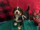 Bernese Mountain Dog Puppies for sale in West Grove, PA 19390, USA. price: $1,800