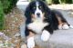 Bernese Mountain Dog Puppies for sale in Anchorage, AK 99514, USA. price: $500