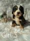 Bernese Mountain Dog Puppies for sale in Campobello, SC 29322, USA. price: $900