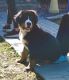 Bernese Mountain Dog Puppies for sale in Mt Zion, IL, USA. price: $1,750