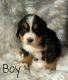 Bernese Mountain Dog Puppies for sale in Campobello, SC 29322, USA. price: $850