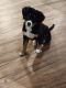 Bernese Mountain Dog Puppies for sale in Delmar, Maryland. price: $1,250