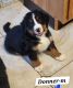 Bernese Mountain Dog Puppies for sale in West Grove, PA 19390, USA. price: $1,800