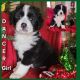 Bernese Mountain Dog Puppies for sale in Alexander City, Alabama. price: $350