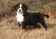 Bernese Mountain Dog Puppies for sale in New York City, New York. price: $550