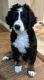 Bernese Mountain Dog Puppies for sale in Montgomery, TX, USA. price: $2,500