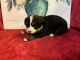 Bernese Mountain Dog Puppies for sale in Fredericksburg, OH 44627, USA. price: $1,500