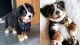 Bernese Mountain Dog Puppies for sale in Iowa City, Iowa. price: $400