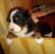 Bernese Mountain Dog Puppies for sale in Bridgeport, New York. price: $1,200