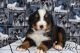 Bernese Mountain Dog Puppies for sale in Greensburg, Indiana. price: $800
