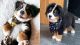 Bernese Mountain Dog Puppies for sale in Indianapolis, Indiana. price: $500