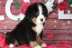 Bernese Mountain Dog Puppies for sale in Coffee Springs, Alabama. price: $900