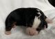 Bernese Mountain Dog Puppies for sale in Nashville, Ohio. price: $1,000