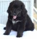 Bernese Mountain Dog Puppies for sale in Fair Play, South Carolina. price: $1,000